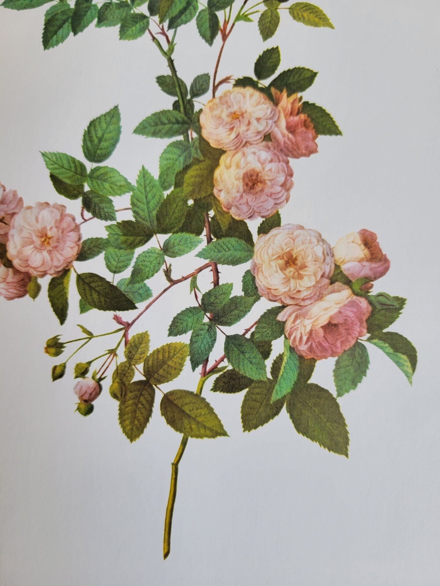 Botanical plate of Multiflora Rose, P. J. Redouté