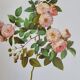Botanical plate of Multiflora Rose, P. J. Redouté