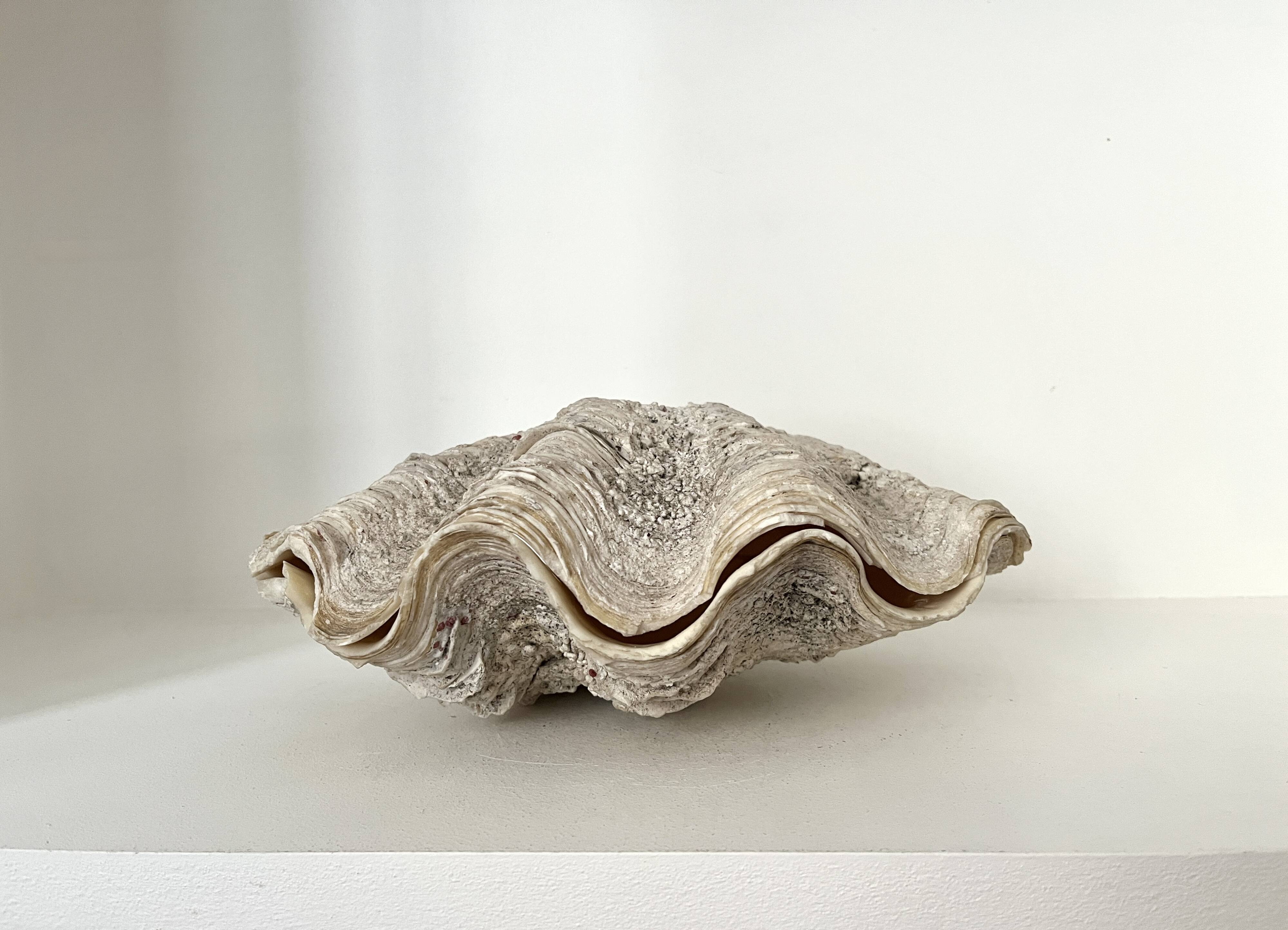Authentic vintage giant bivalve shell, tridacna gigas shell.