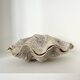 Authentic vintage giant bivalve shell, tridacna gigas shell.