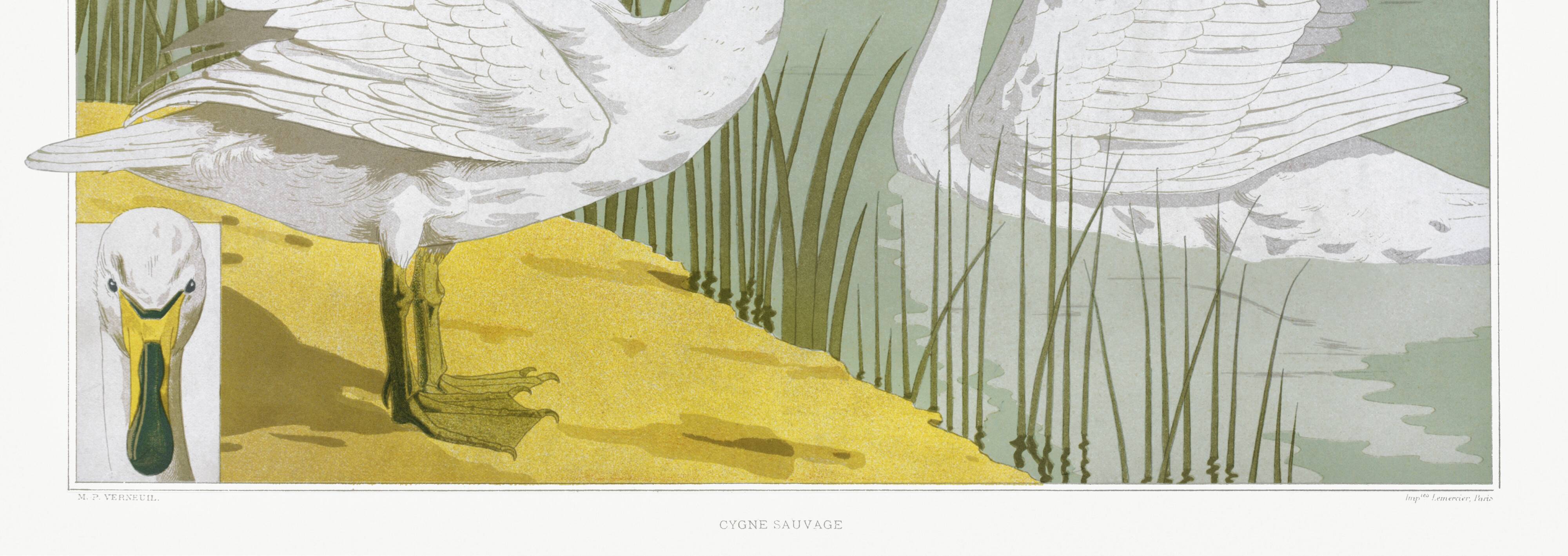 Poster “Wild Swan”, after an Art Nouveau lithograph from 1897