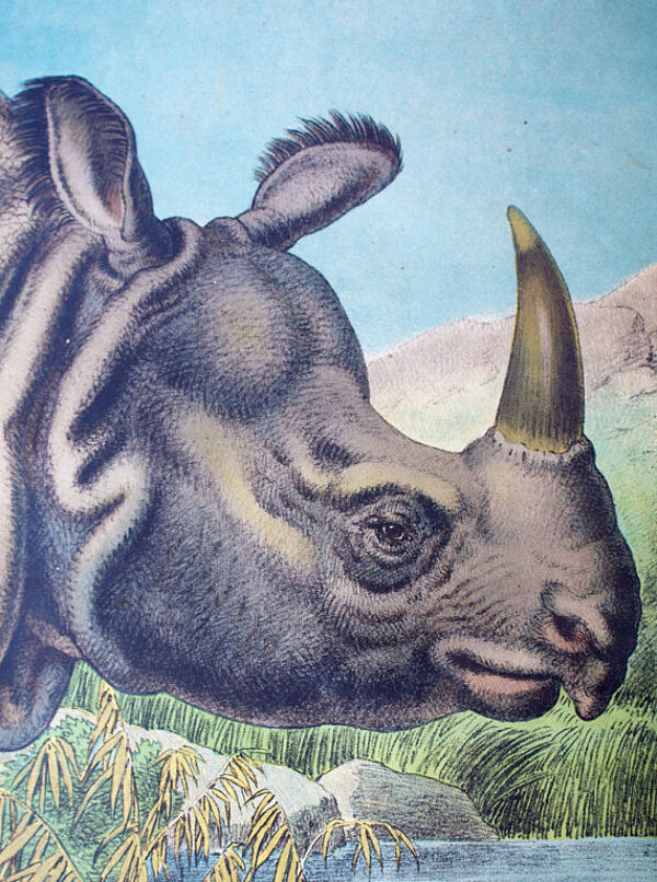 Affiche éducative, rhino, lithographie, Karl Jansky, Böhmen, 1897