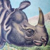 Affiche éducative, rhino, lithographie, Karl Jansky, Böhmen, 1897