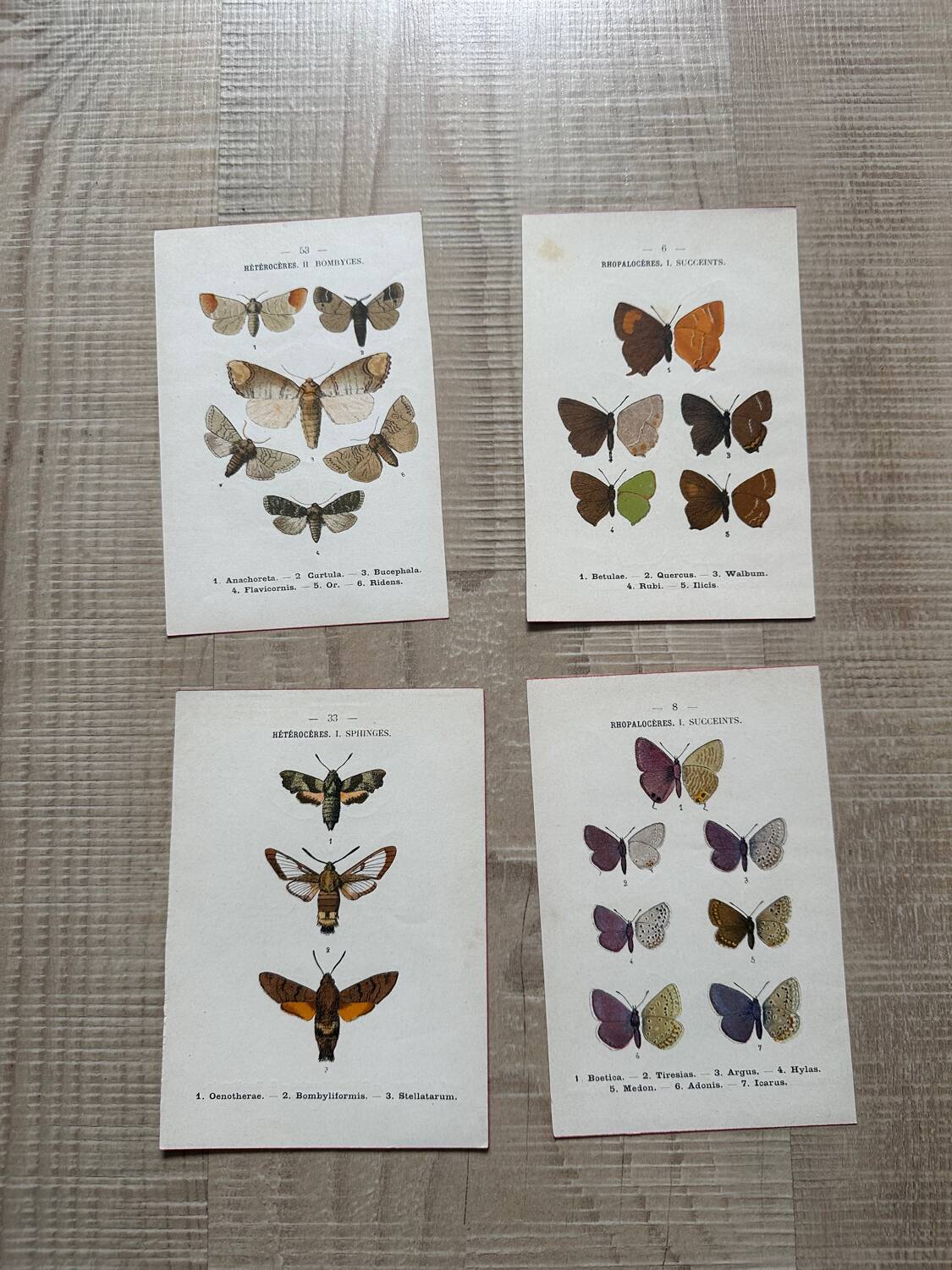 Naturalist butterfly engraving 1900.