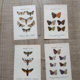 Naturalist butterfly engraving 1900.