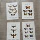 Gravure papillon naturaliste 1900.