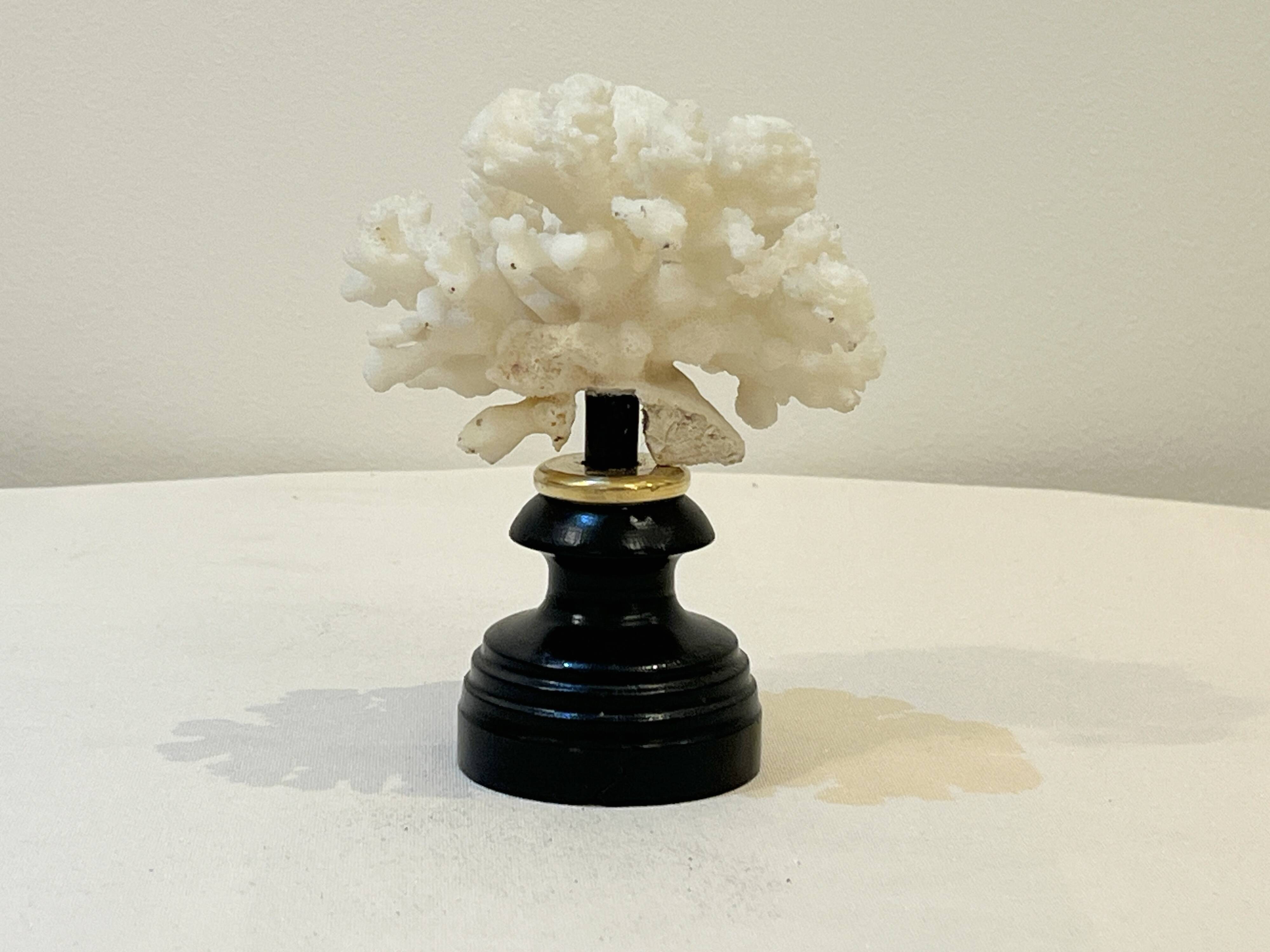 Antique natural white bush coral on wooden base Napoleon III cabinet of curiosities