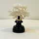 Antique natural white bush coral on wooden base Napoleon III cabinet of curiosities