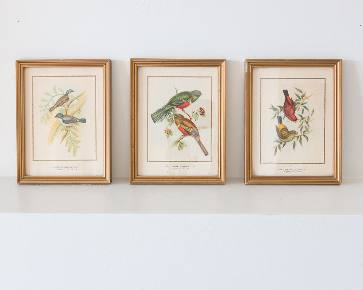 Frameworks of natural history