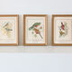 Frameworks of natural history
