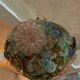 Murano glass ceiling light chandelier Barovier & Toso Flowers