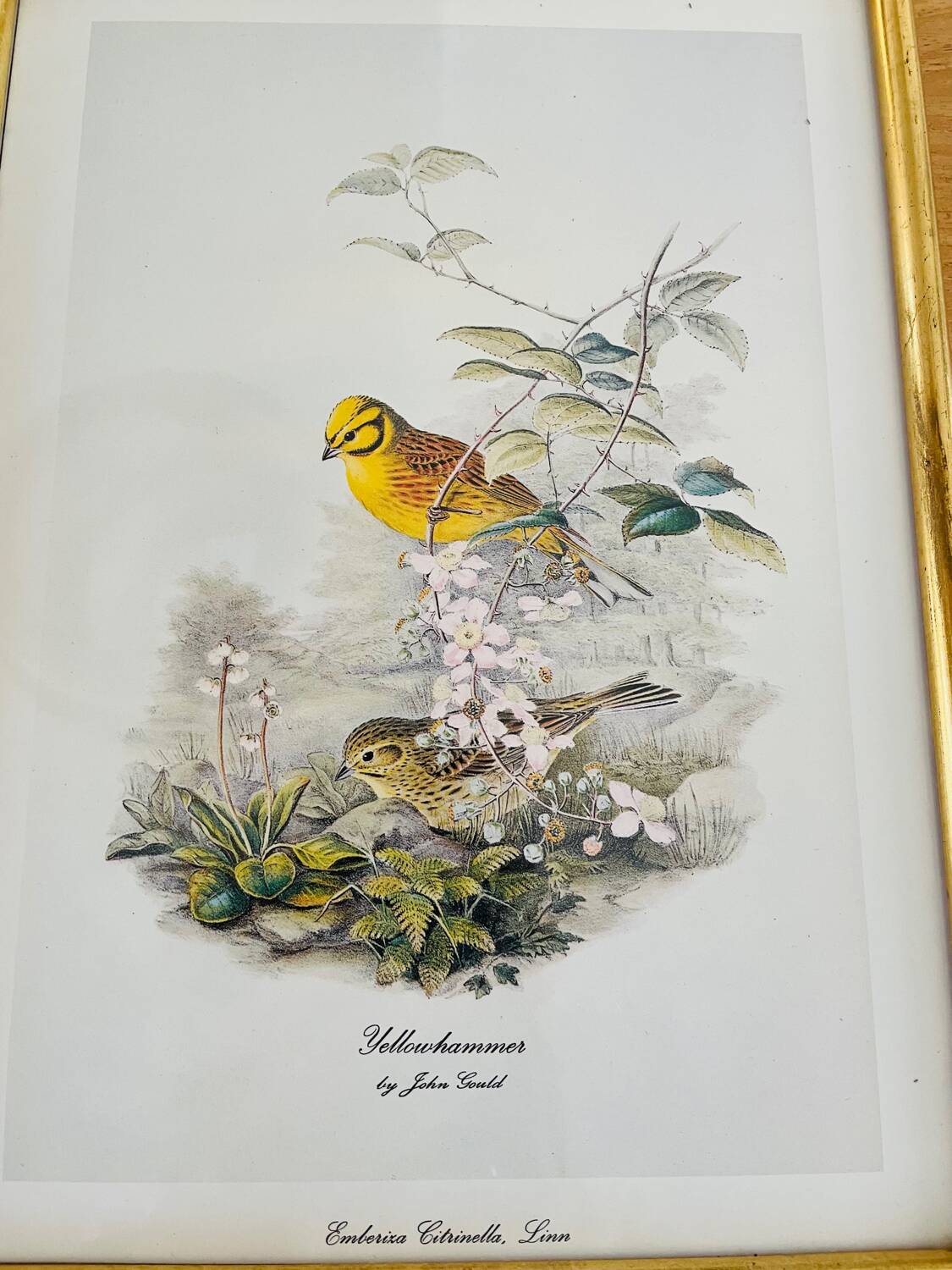 Birds lithograph frame after John Gould