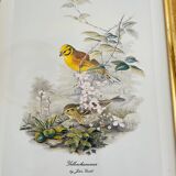 Birds lithograph frame after John Gould