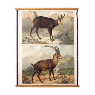 1879 Ibex educational poster