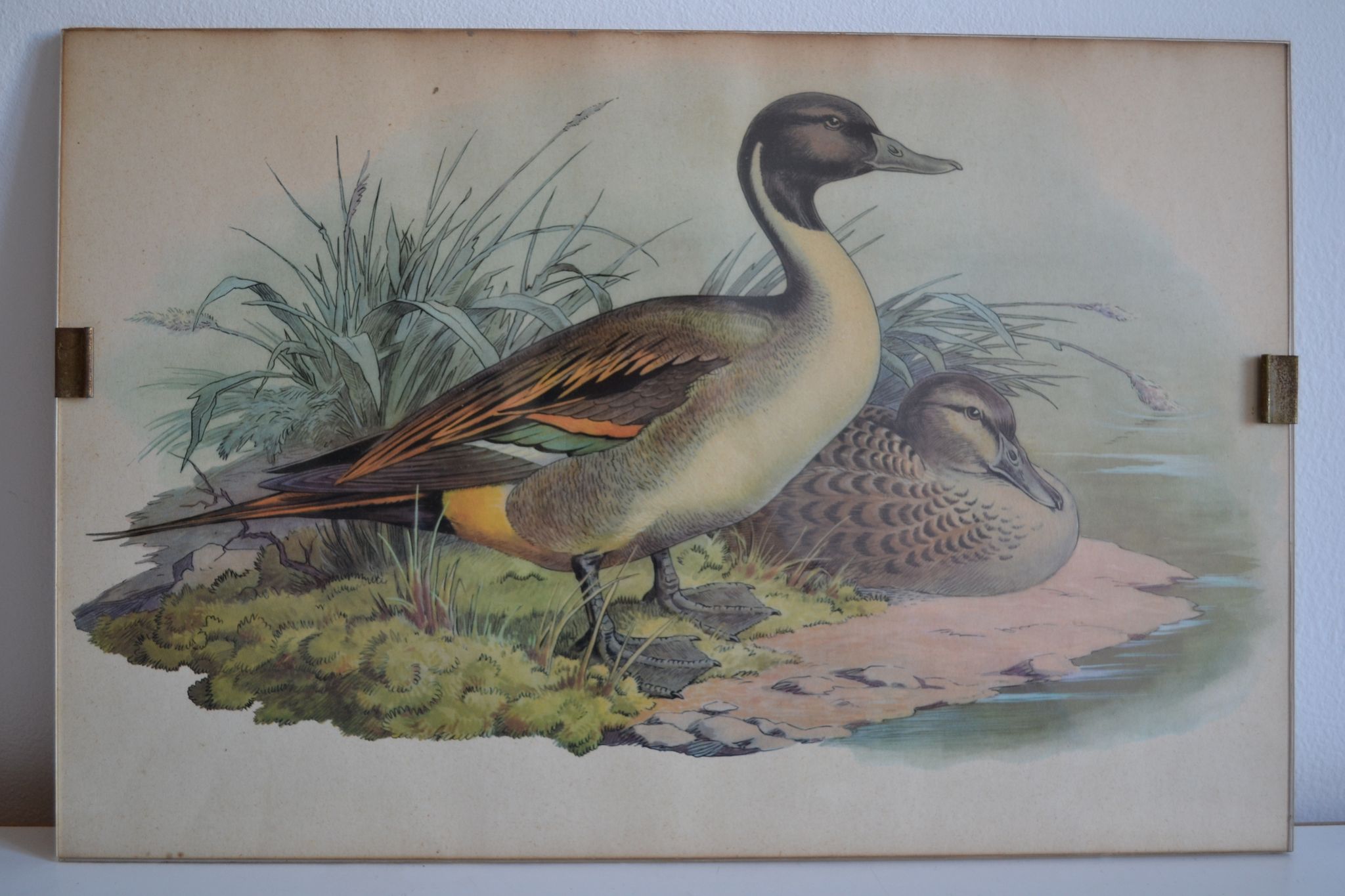 Estampe animalière vintage canards
