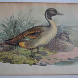 Vintage animal print ducks