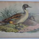 Vintage animal print ducks