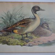 Estampe animalière vintage canards