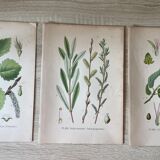 Three botanical plates XIXth century