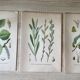 Three botanical plates XIXth century