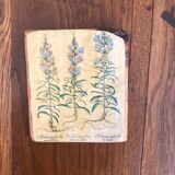 10 "herbarium" frames