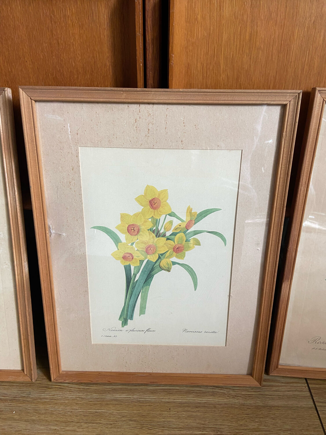 Trio of ancient botanical posters