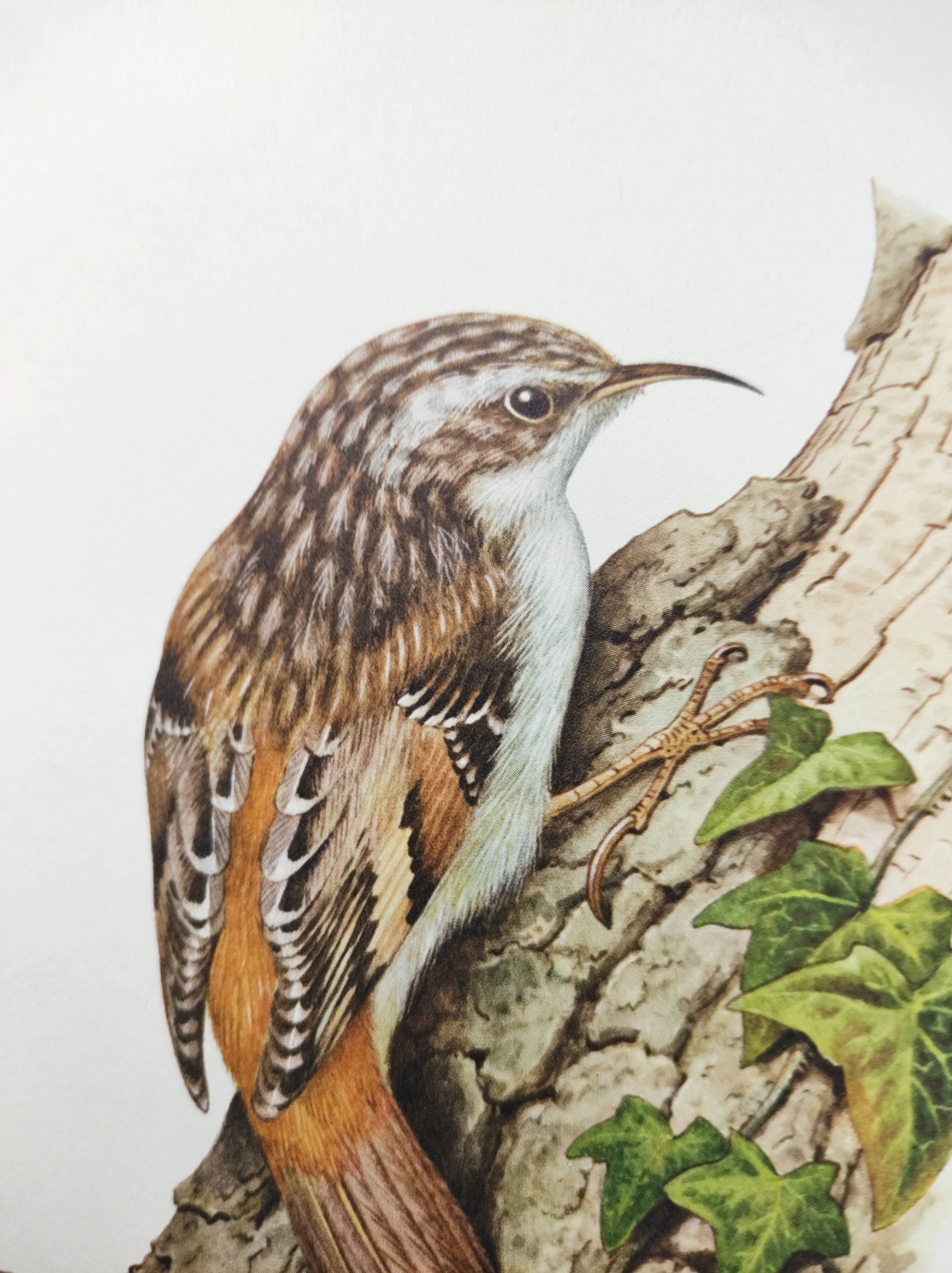 Vintage bird illustration from the 60s - Woodcreeper - Old zoological board