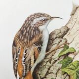 Vintage bird illustration from the 60s - Woodcreeper - Old zoological board
