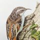 Vintage bird illustration from the 60s - Woodcreeper - Old zoological board