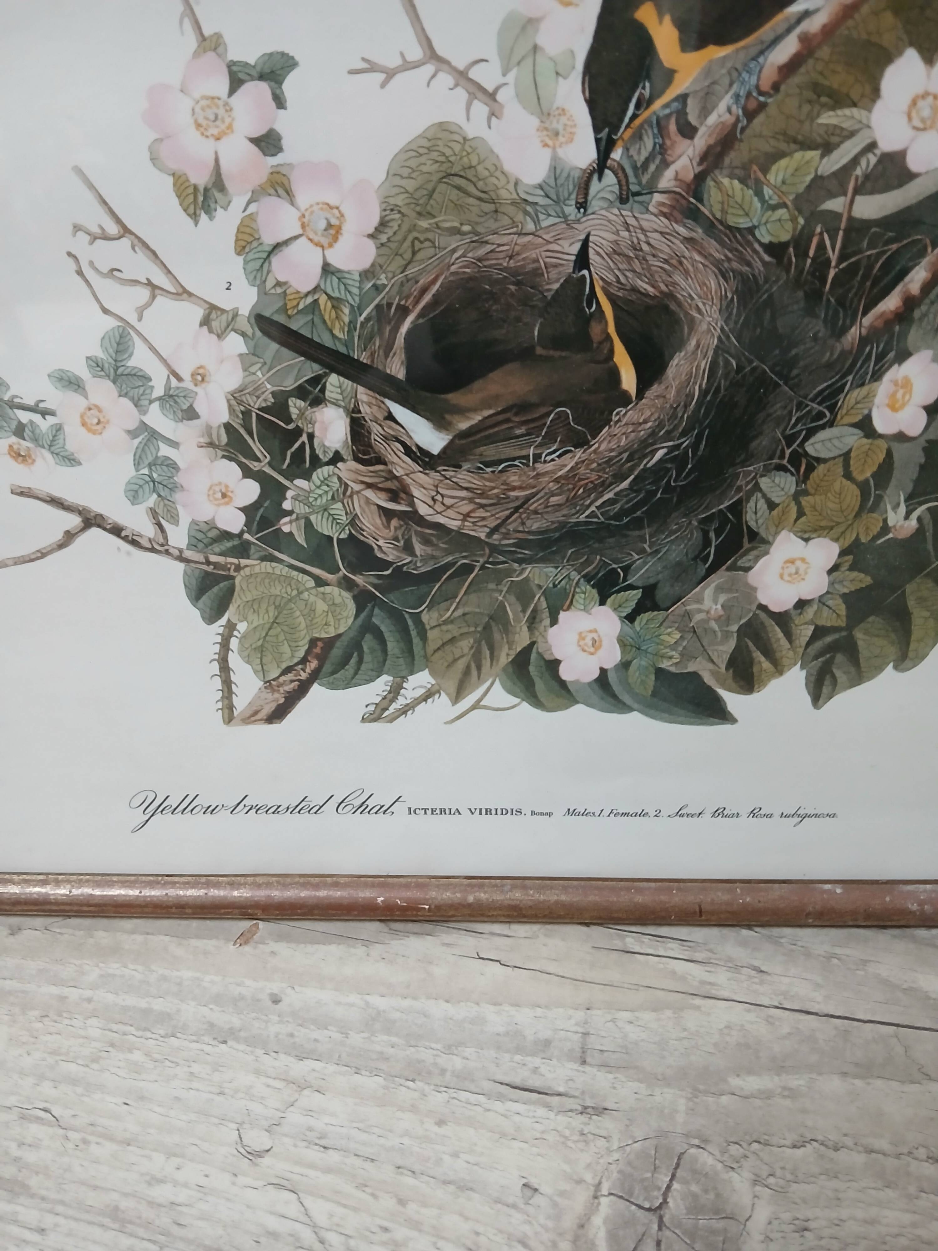 Lithograph by J. Audubon "Yellow Breasted Cat" from the 50s/60s, framed
