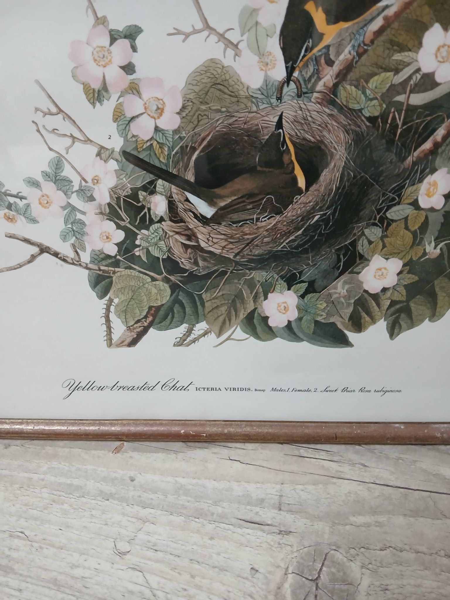 Lithographie  j.audubon "yellow breasted chat" années 50/60 encadrée
