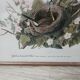 Lithograph by J. Audubon "Yellow Breasted Cat" from the 50s/60s, framed