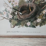 Lithographie  j.audubon "yellow breasted chat" années 50/60 encadrée