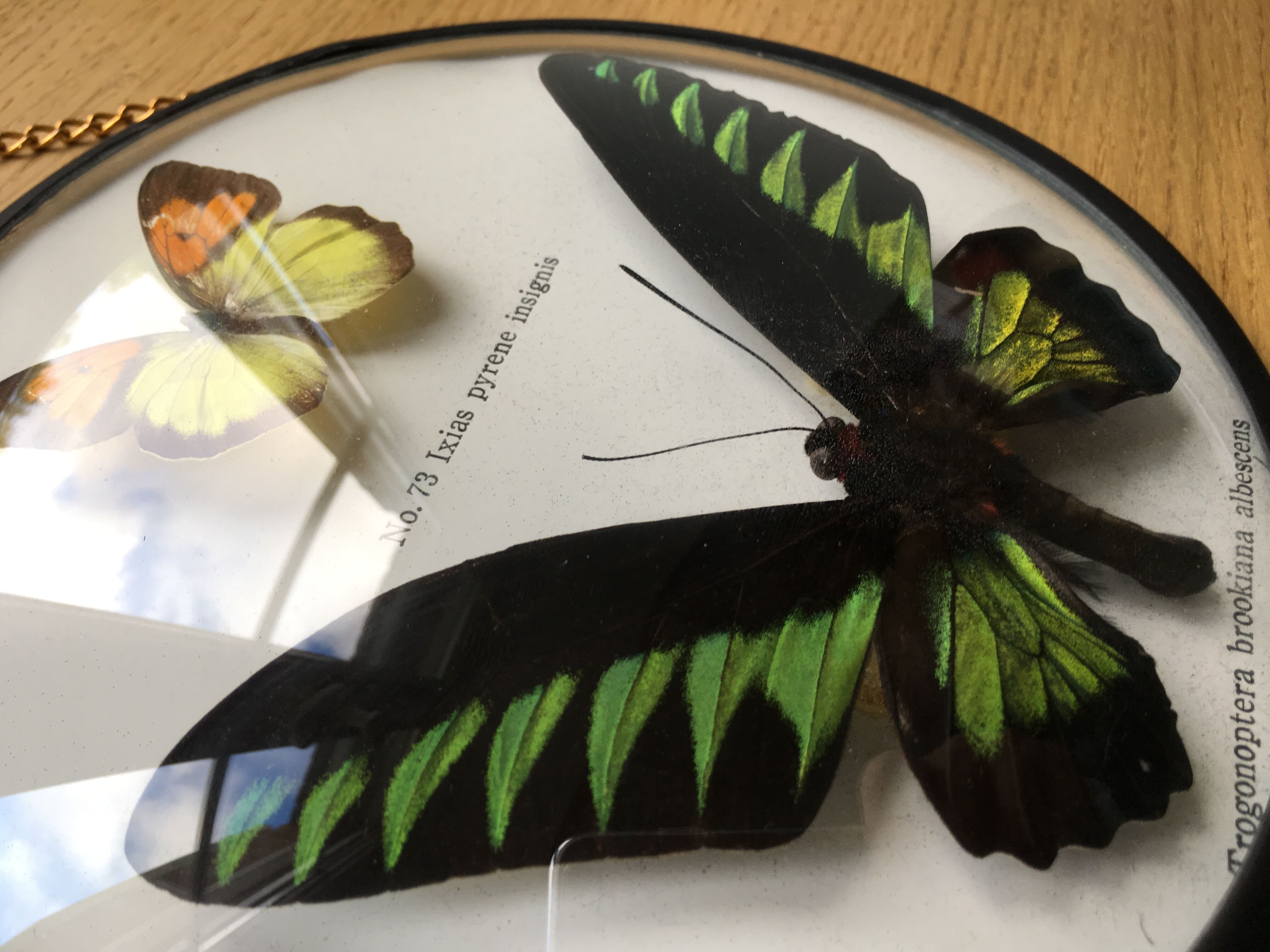 Vintage curved glass butterfly frame