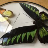 Vintage curved glass butterfly frame