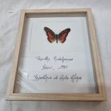 Stuffed butterfly Ridelyanus, 1980