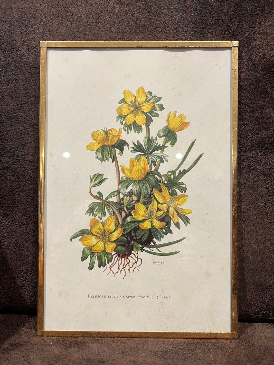 Botanical Poster