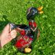 Pichet Duck Vallauris