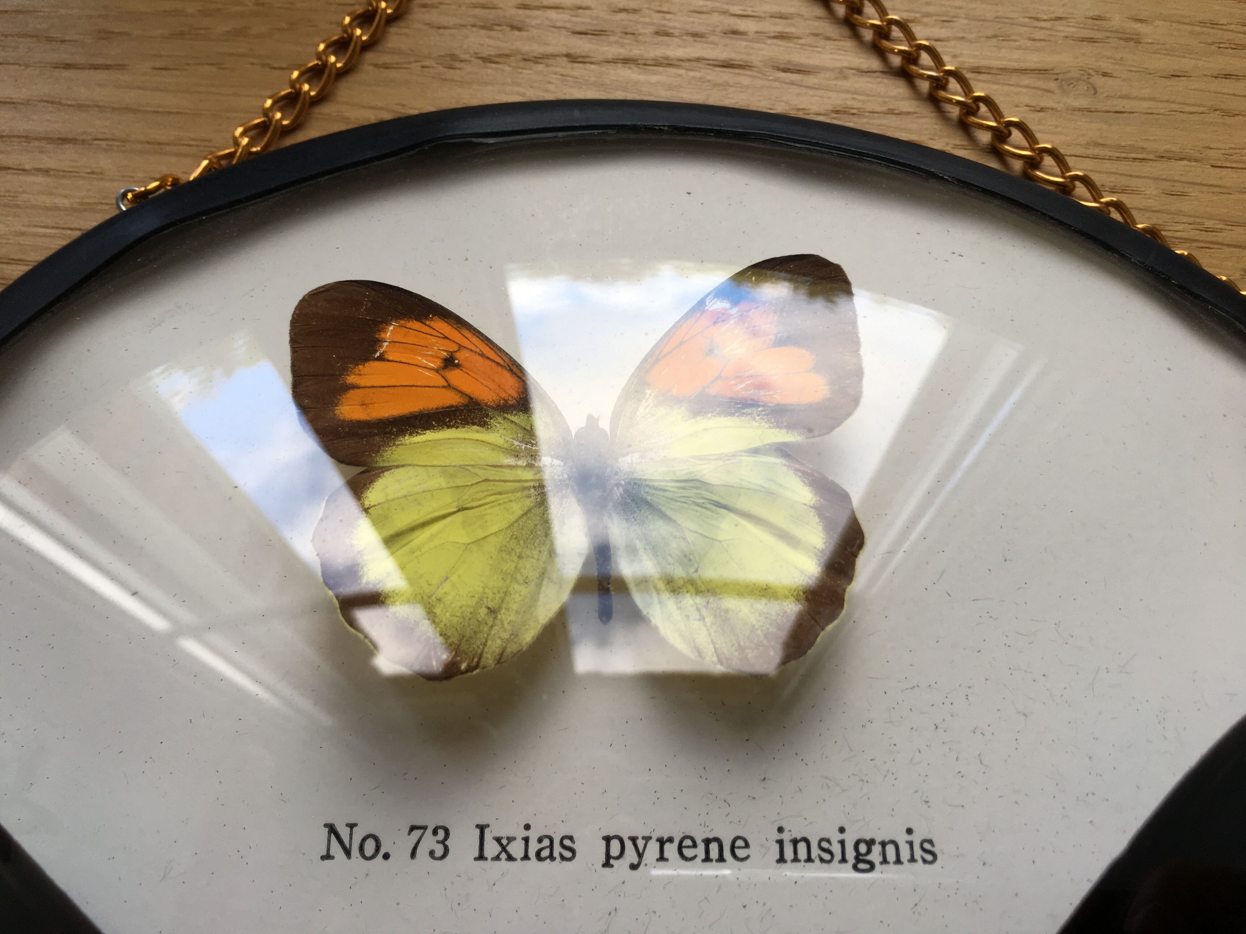 Vintage curved glass butterfly frame