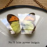 Vintage curved glass butterfly frame