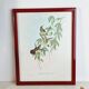 Lot de 7 chromolithographies oiseaux années 50