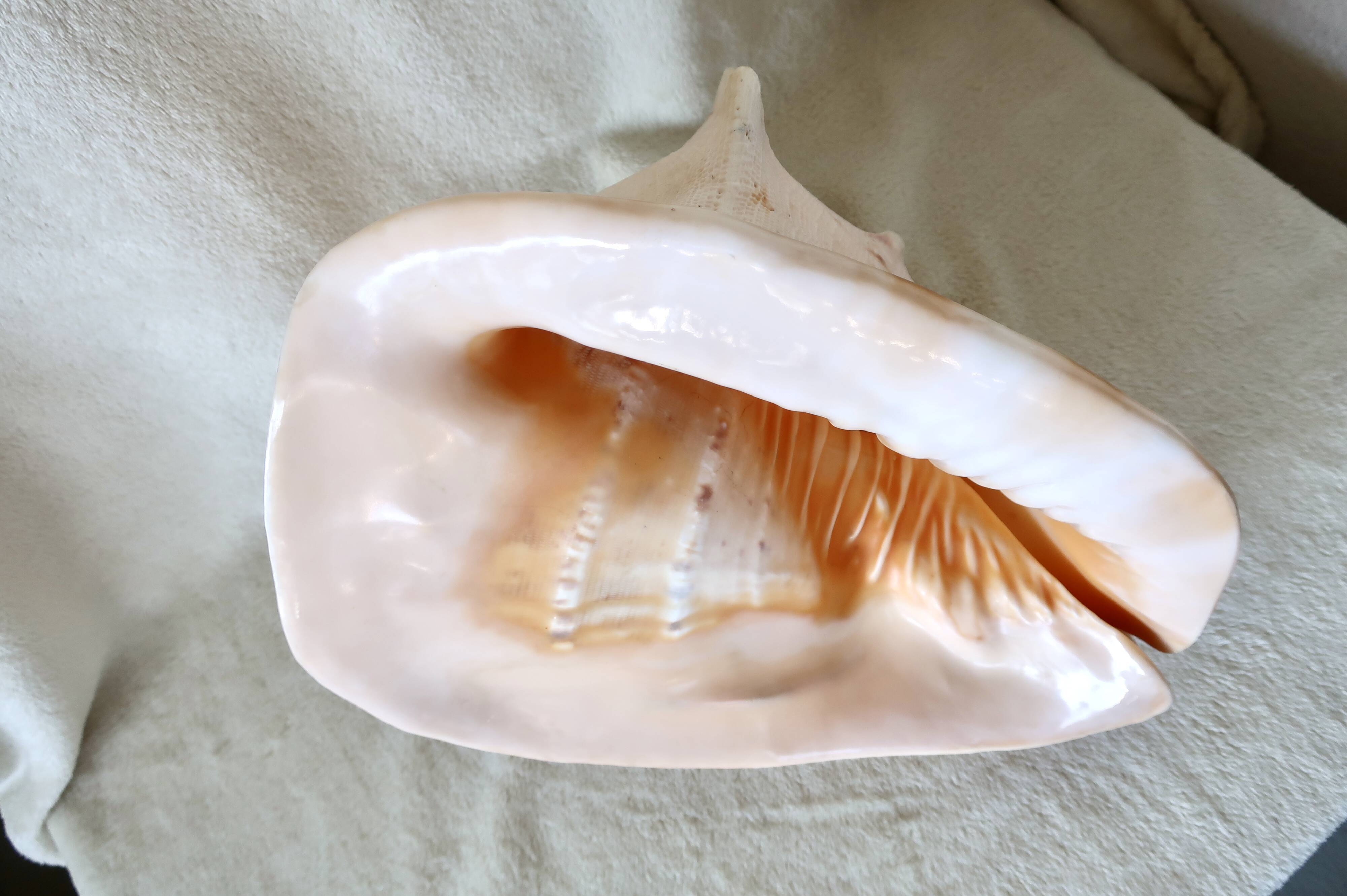 Rare and Large "Cassis Cornuta", Horned Helmet 32 cm, TBE