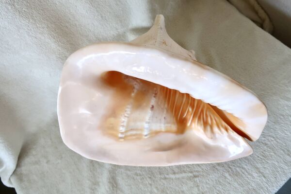 Rare et Grand ''Cassis Cornuta'', Casque Cornu 32 cm, TBE