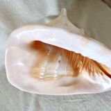 Rare and Large "Cassis Cornuta", Horned Helmet 32 cm, TBE