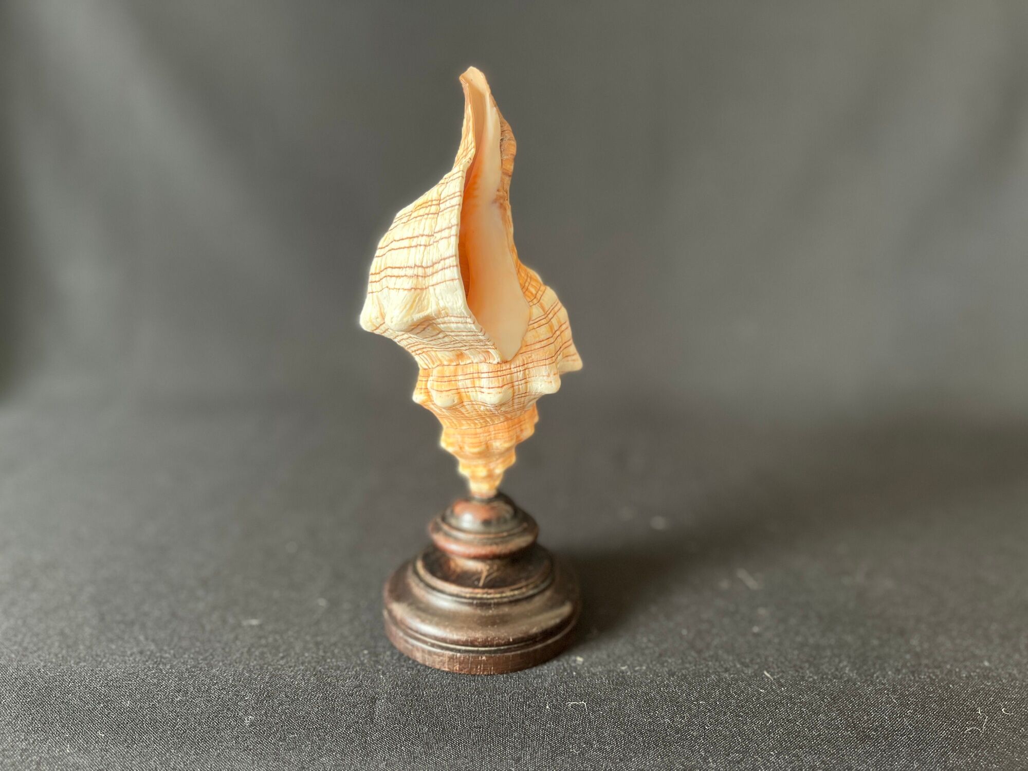 Shell Fasciolaria Trapezium on blackened turned wooden base old cabinet of curiosities