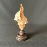 Shell Fasciolaria Trapezium on blackened turned wooden base old cabinet of curiosities