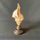 Shell Fasciolaria Trapezium on blackened turned wooden base old cabinet of curiosities