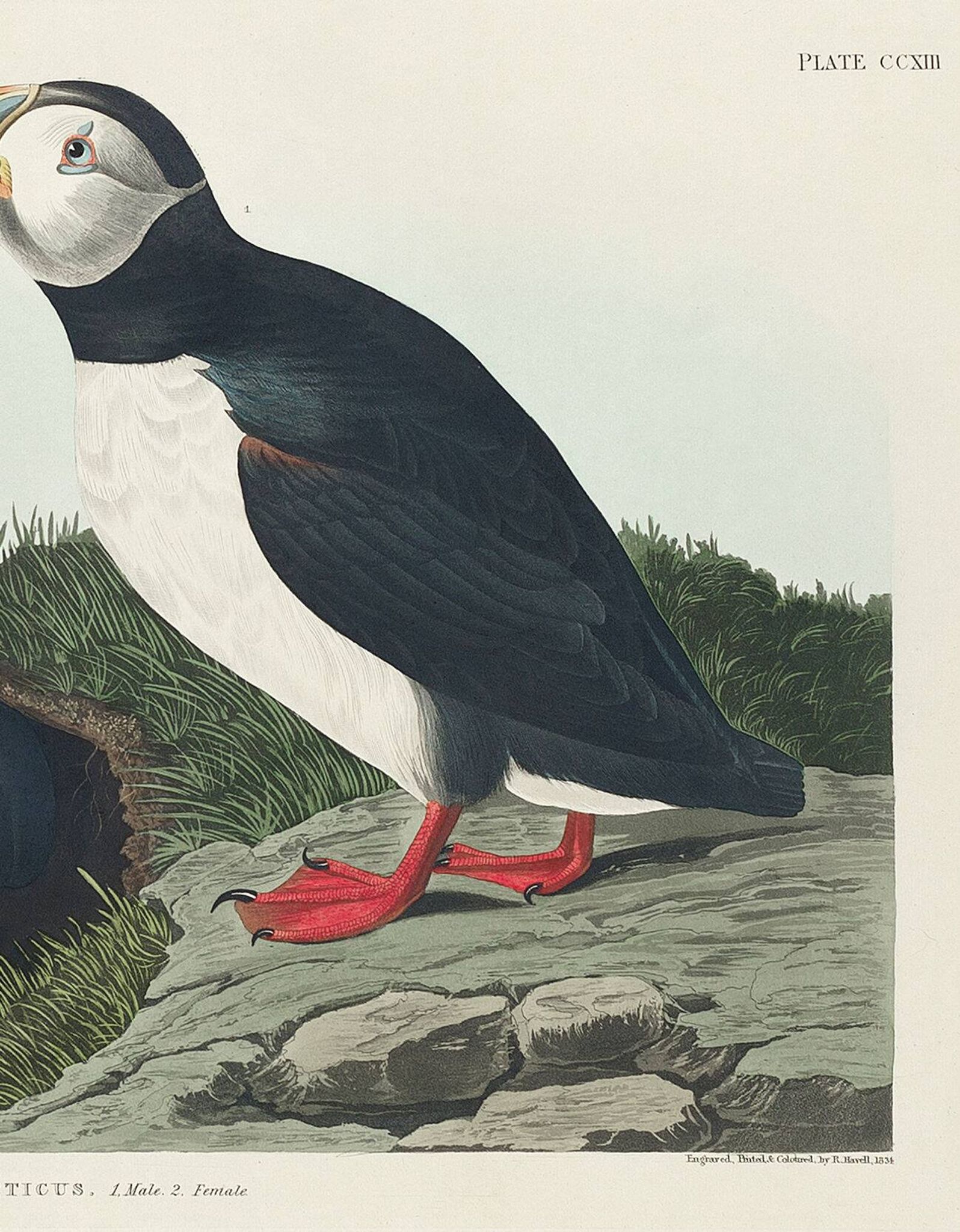 Poster about the Atlantic puffin, based on an old engraving from 1827.