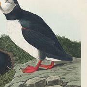 Poster about the Atlantic puffin, based on an old engraving from 1827.