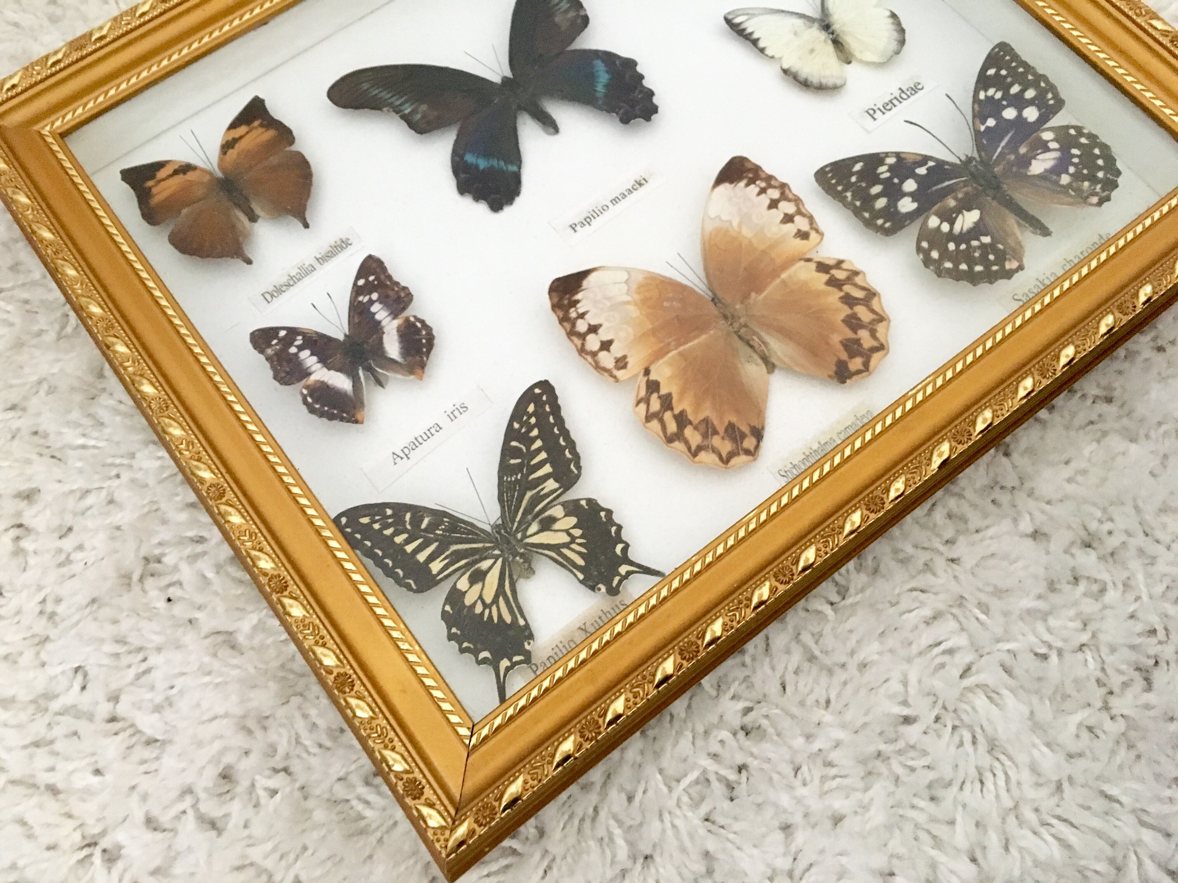 Frame mounted butterflies